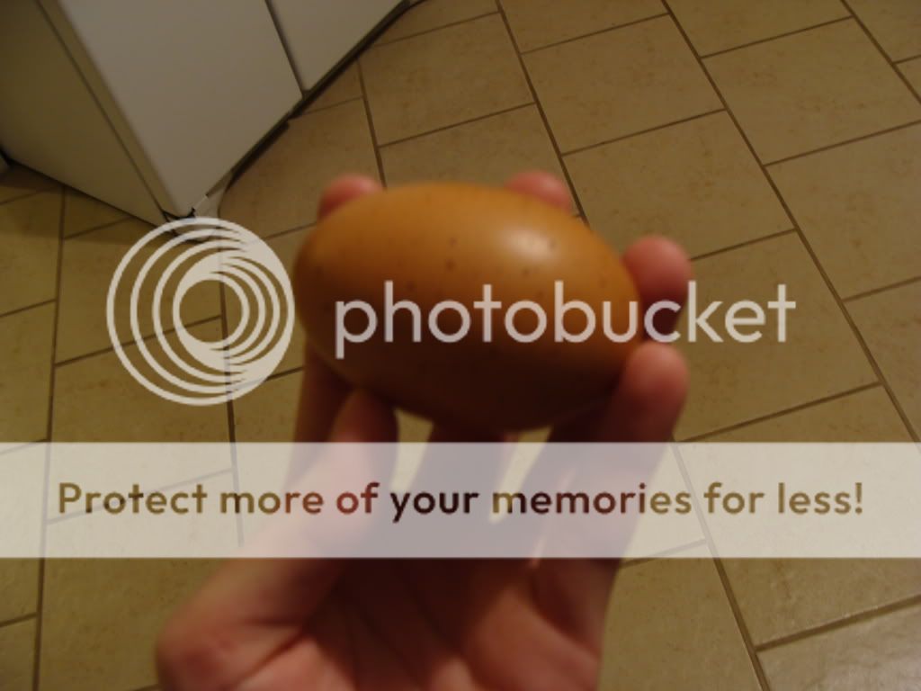 ChickPicks397.jpg