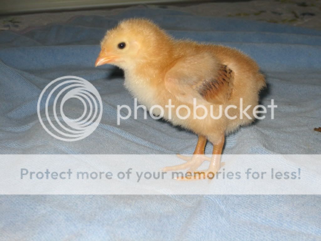 IMG_7386.jpg