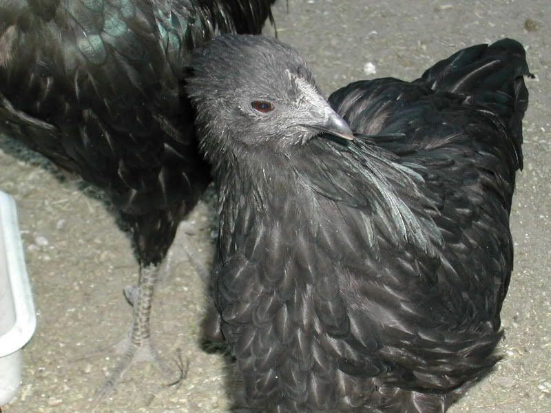 SumatraHen2.jpg