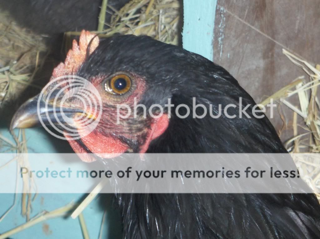 macrofarmcritters004.jpg