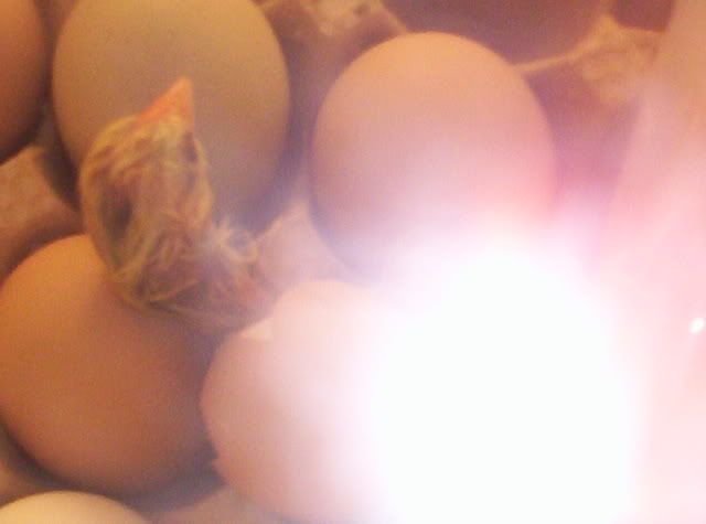 Babychicks004.jpg
