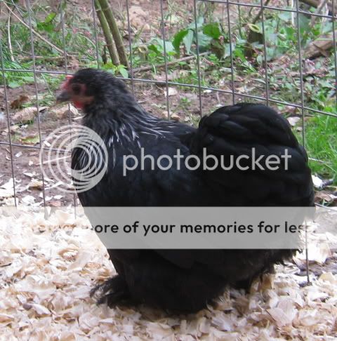 Birchen3.jpg