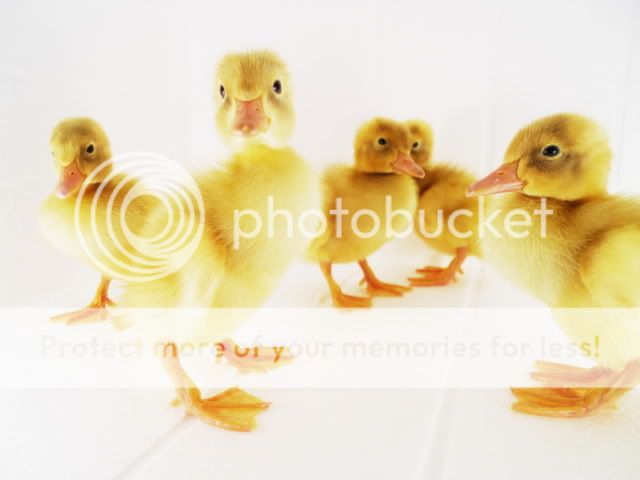 DSCN1401.jpg