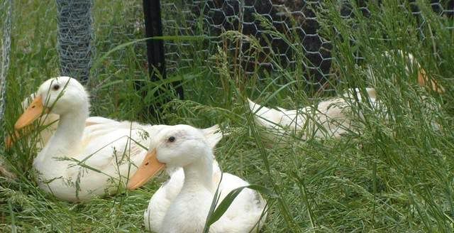 HolderreadBabies2010025.jpg