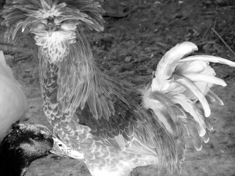 chickensgorg014-1.jpg