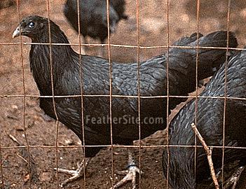 SumatraHen.JPEG
