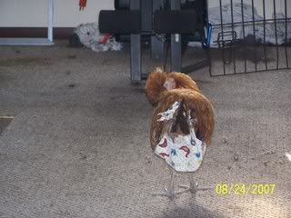 100_3371.jpg