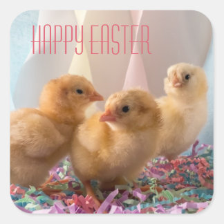 happy_easter_with_three_yellow_baby_chicks_square_sticker-rc56973c3d7054ce795b4da83ddfe24cc_v9wf3_8byvr_324.jpg