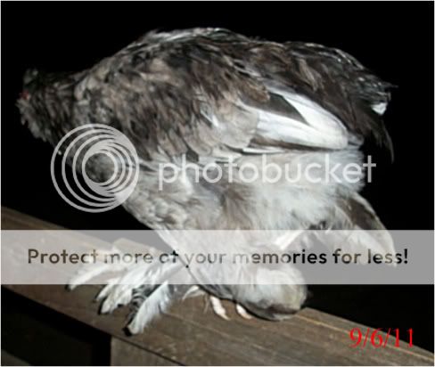 vulturhocks002.jpg