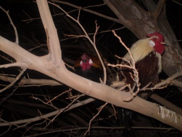 PC300153.jpg