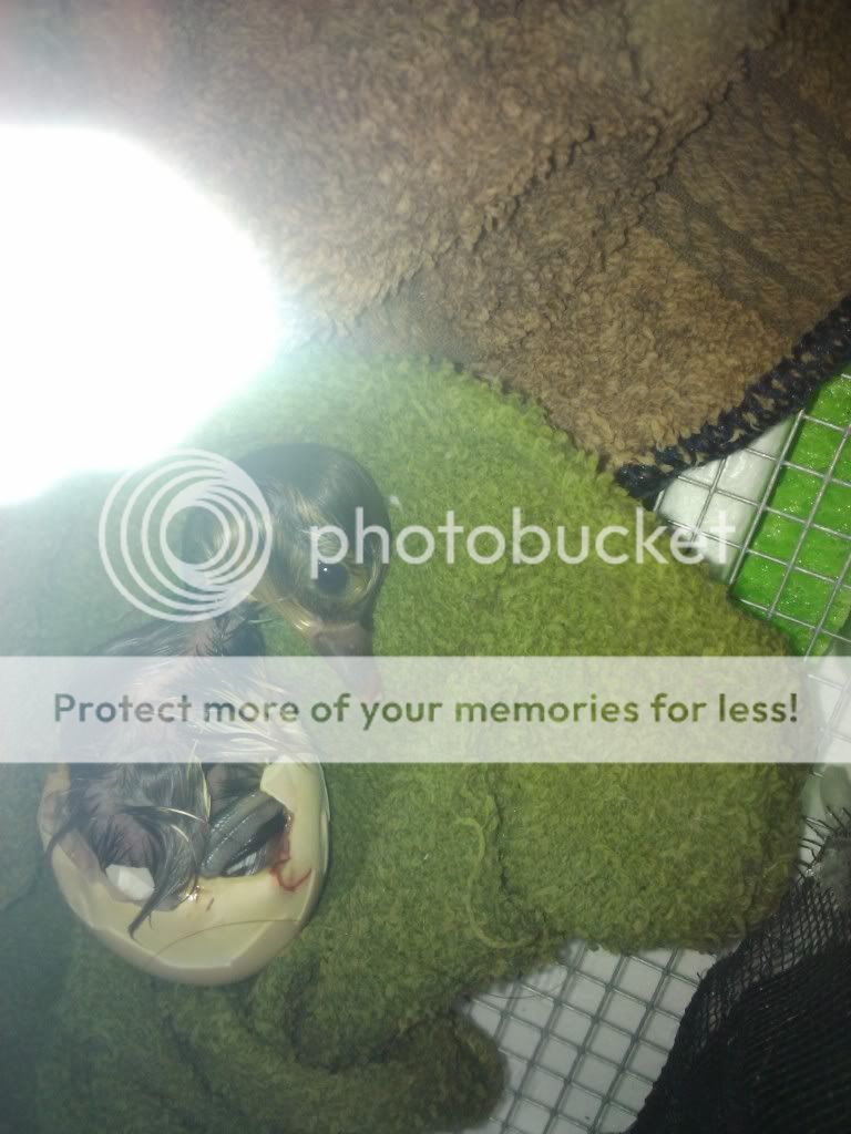 2011-04-07072220.jpg