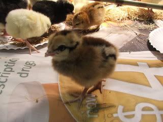 Chicks1.jpg