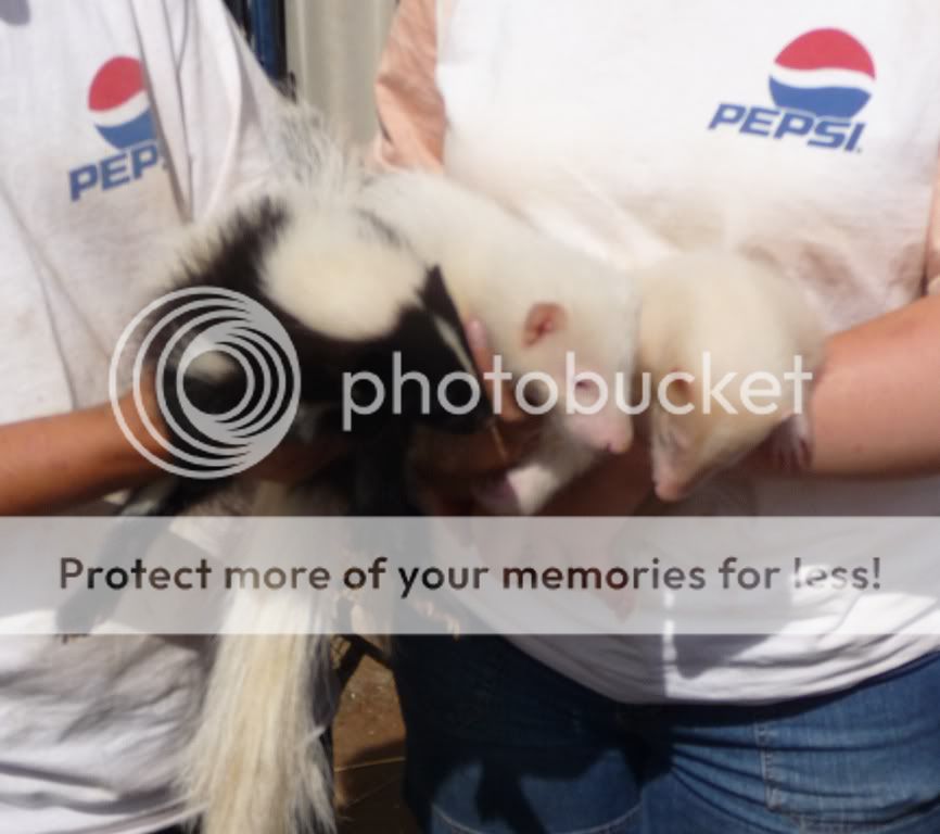 skunks.jpg