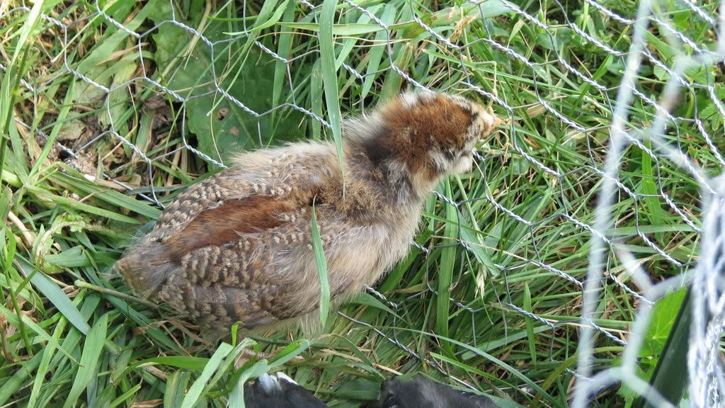 chicks038.jpg