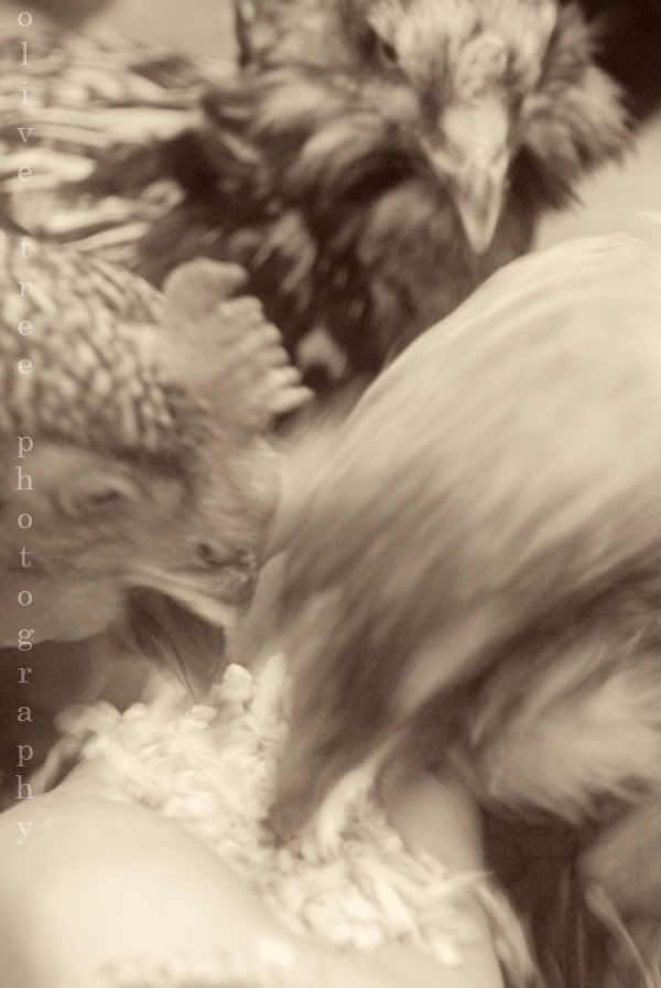 chix5.jpg
