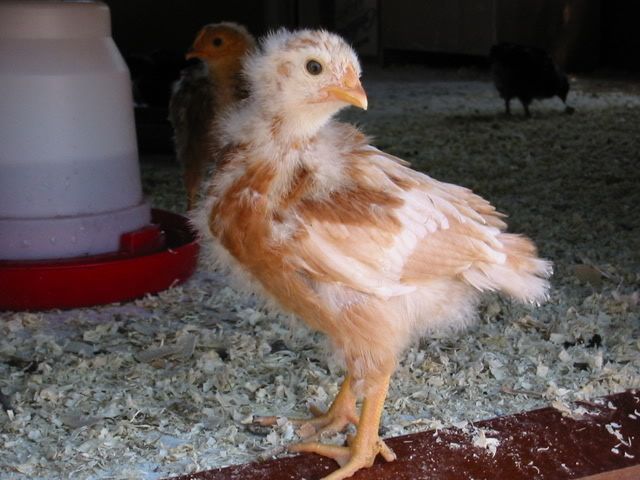 Chickies033.jpg