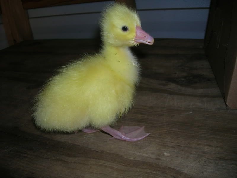 DSCN3198.jpg