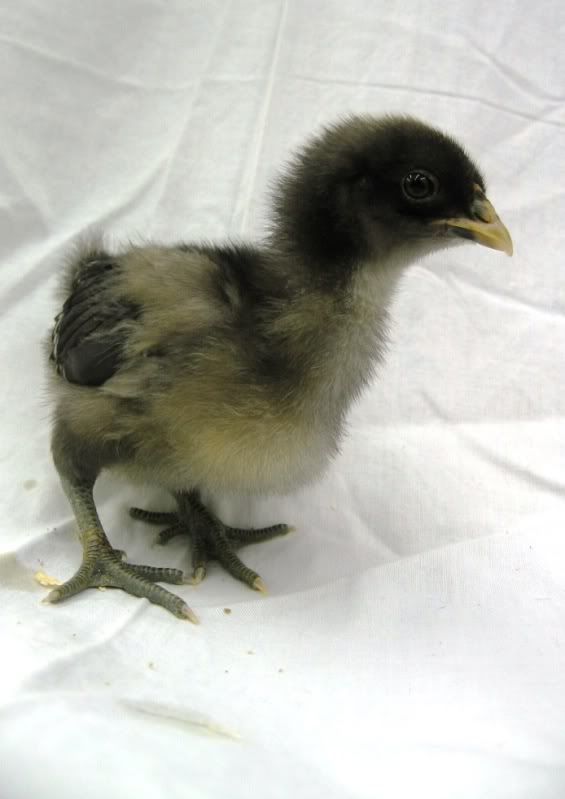 chicksfeb2010025.jpg