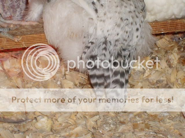 1-21-10flock061.jpg