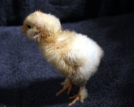 ChickColor3b.jpg