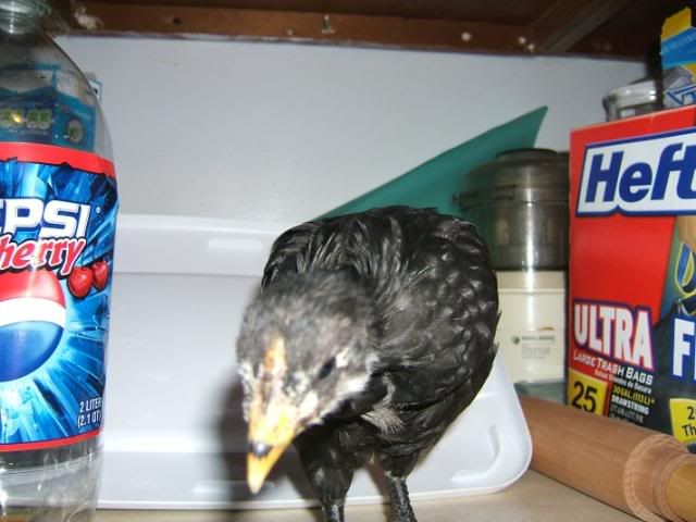 DSCF5382.jpg