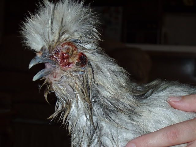 Chickens003-1.jpg