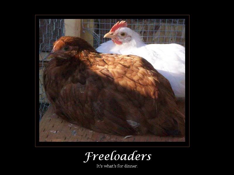 chickmotivational.jpg