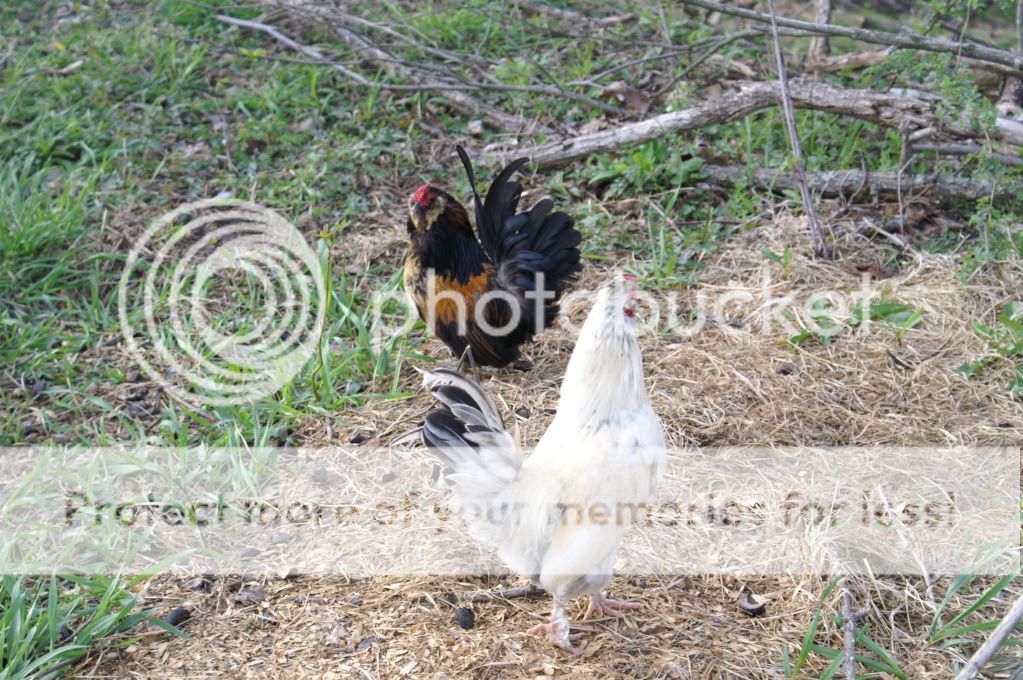 mychickens033.jpg