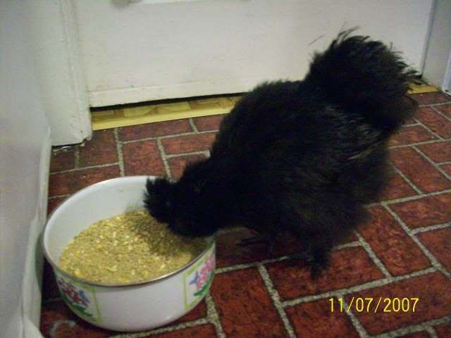 mysilkiefrisky024.jpg