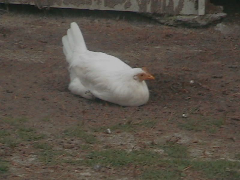 chicken039.jpg