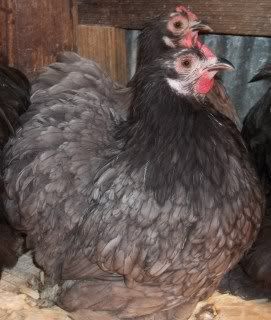 EasterBDChicks111.jpg