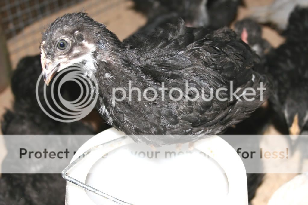 BCM_072709-387_PULLET.jpg
