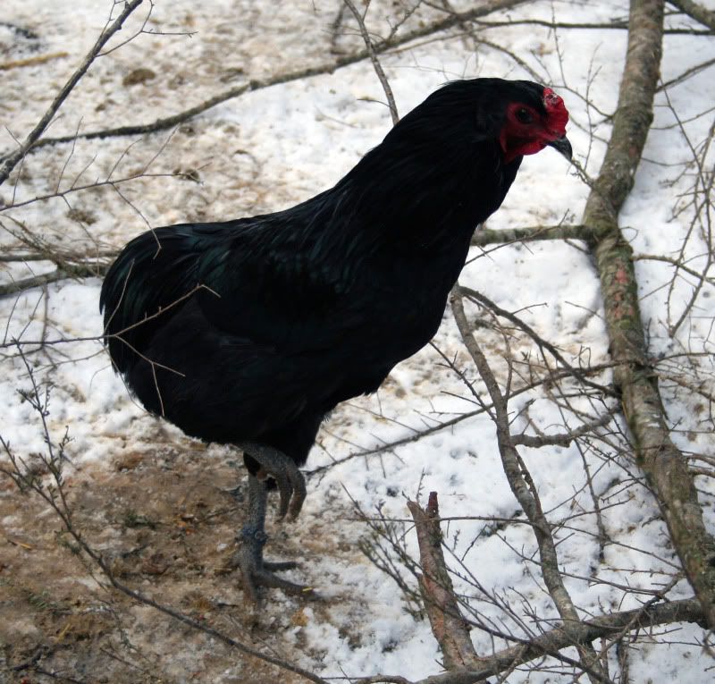 blackcockerel2.jpg