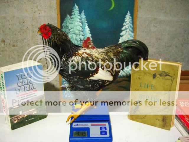 CIMG0136-1.jpg