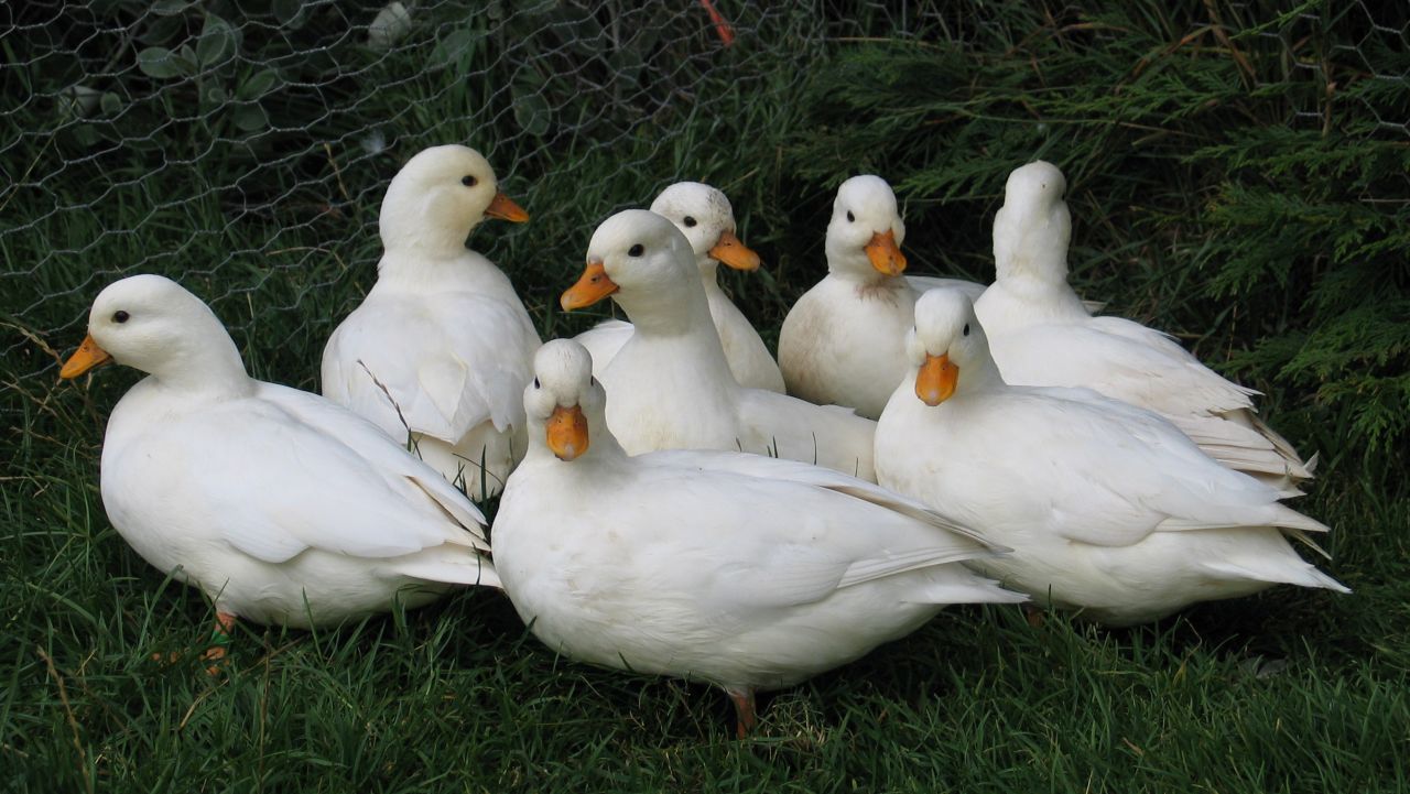 pair-of-white-call-ducks-51fe2b208153c.jpg