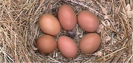 Barnevelder_eggs.jpg