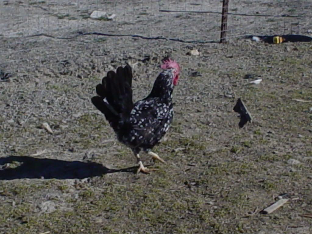 Fairpictures2007036.jpg