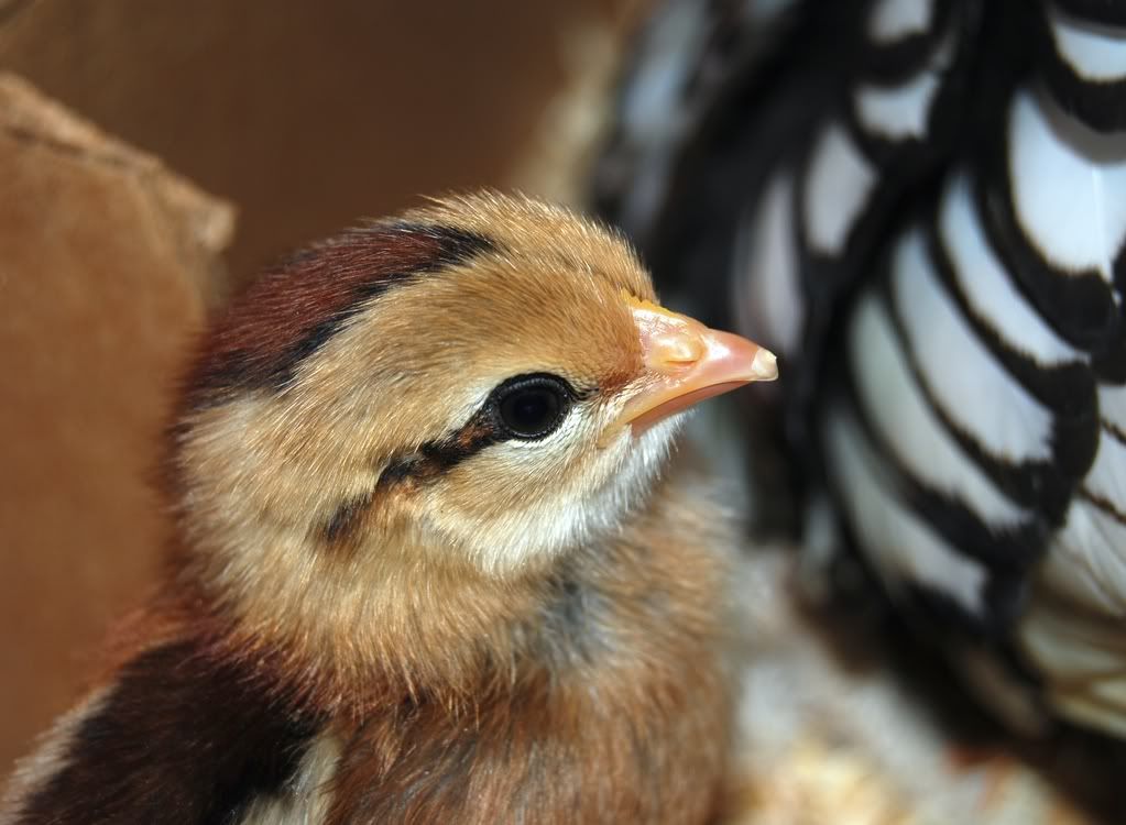 twochicks047.jpg