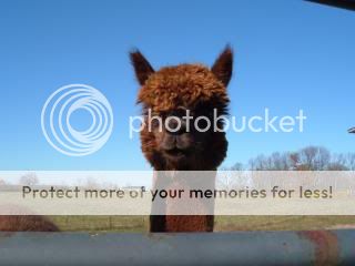 MYALPACAS11-09023.jpg