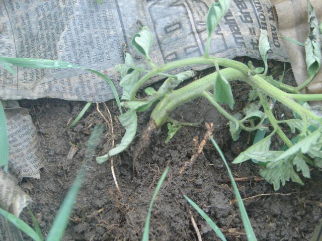 6981_garden_late_june_004.jpg