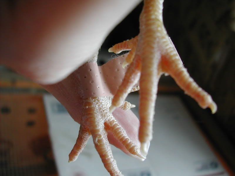 DSCN4135.jpg