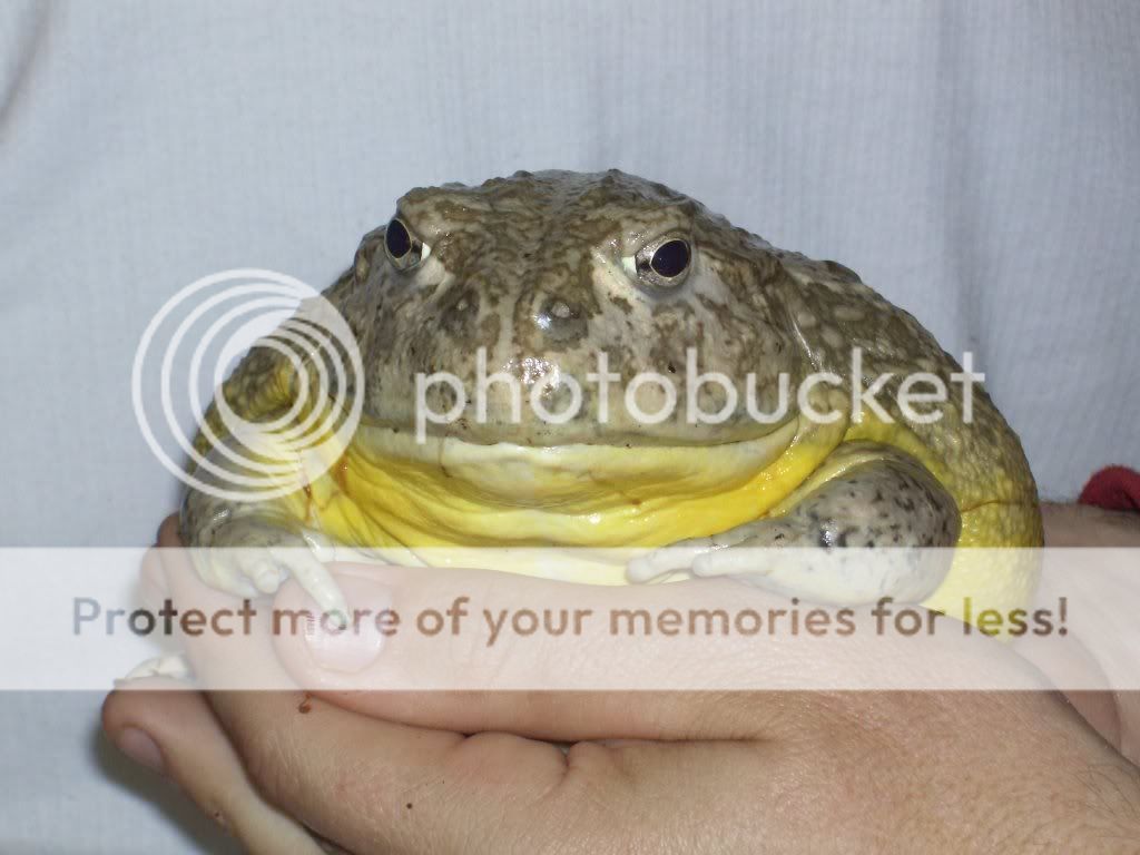 Giant_pixie_frog_best_04.jpg