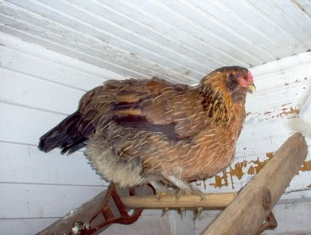 Newchickens004.jpg