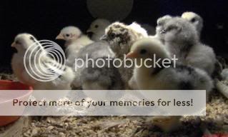 chicks021.jpg