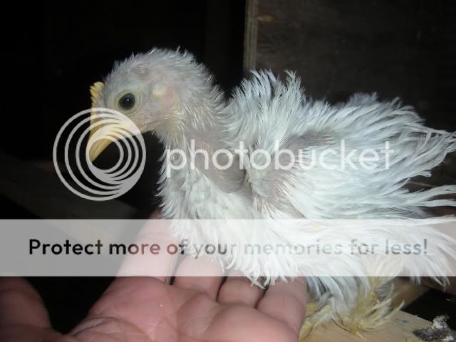 NewerChickens3024-1.jpg