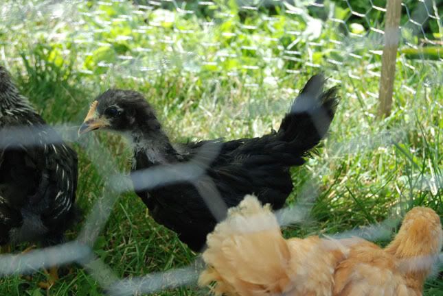 Australorp.jpg