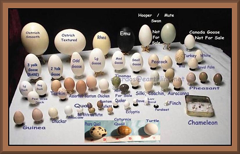 difference-in-eggs2.jpg