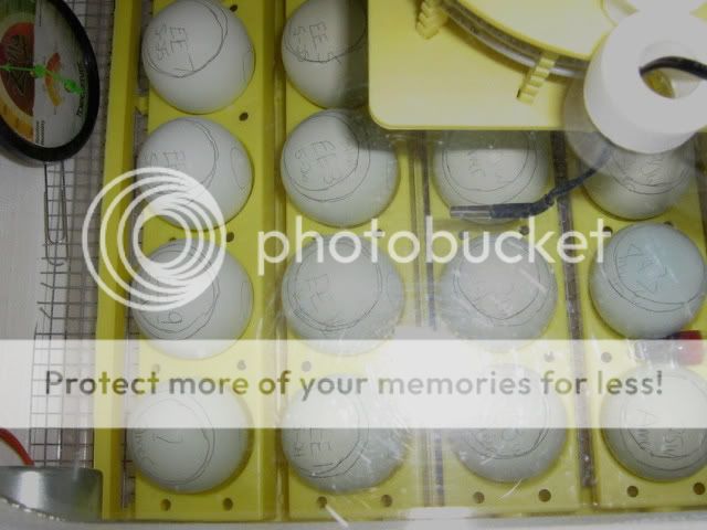 chickenpics2011063.jpg