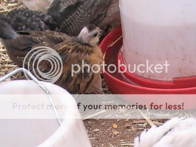 PIC_0006.jpg