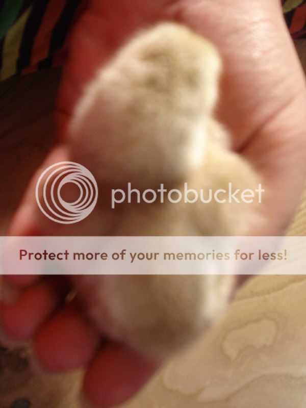 chicks002.jpg